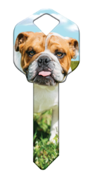 HK62 - Bulldog  | Bulldog  happy, key, bulldog, dog, puppy, keys, kw, sc1, wr5