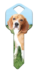HK63 - Beagle  | Beagle  happy, key, beagle, dog, puppy, keys, kw, sc1, wr5