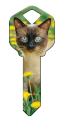 HK64 - Siamese  | Siamese  happy, key, siamese, cat, kitten, paws, keys, kw, sc1, wr5