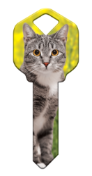 HK65 - Silver Tabby  | Silver Tabby  happy, key, silver, tabby, cat, kitten, paws, keys, kw, sc1, wr5
