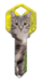 HK65 - Silver Tabby  | Silver Tabby  - HK65