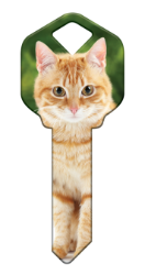 HK66 - Orange Tabby  | Orange Tabby  happy, key, house, orange, tabby, jelly, bean, cat, kitten, paws, keys, kw, sc1, wr5